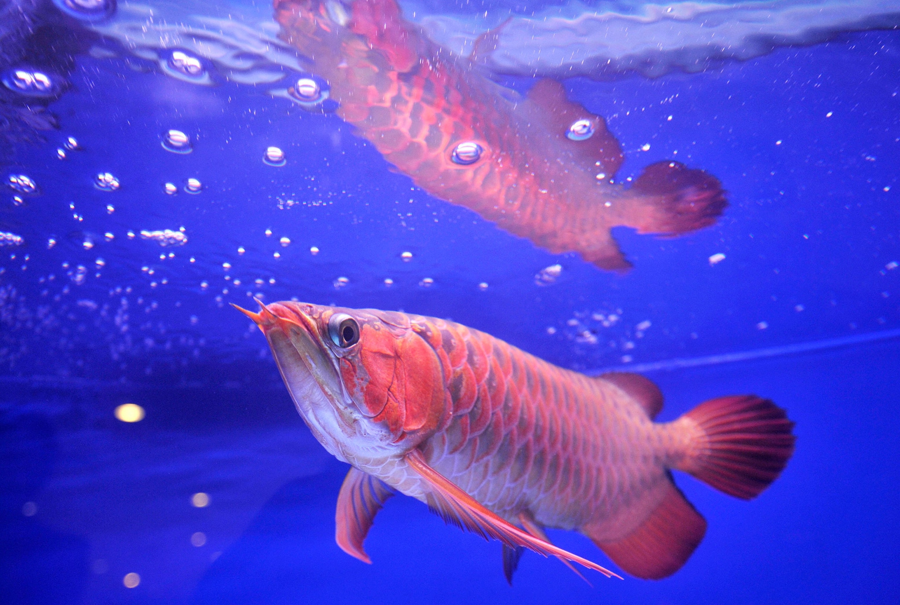 an arowana swimming