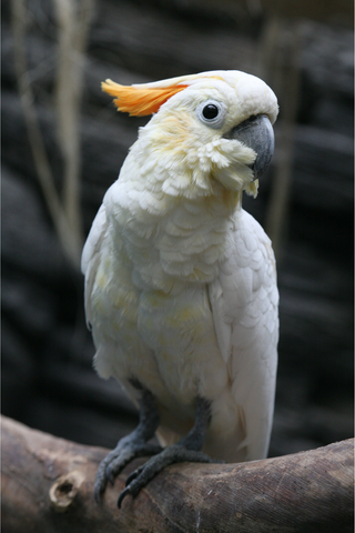 Citron Cockatoo