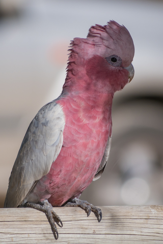 Rose-breasted Cockatoo