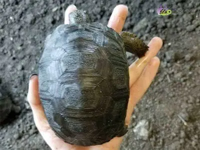 baby Aldabra for sale