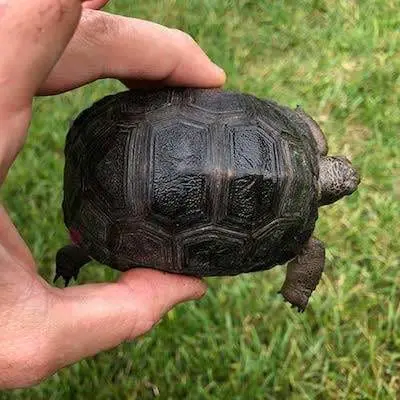 aldabra tortoise for sale