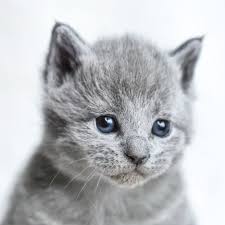 Russian Blue Kitten for Sale