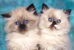 Himalayan cat for sale